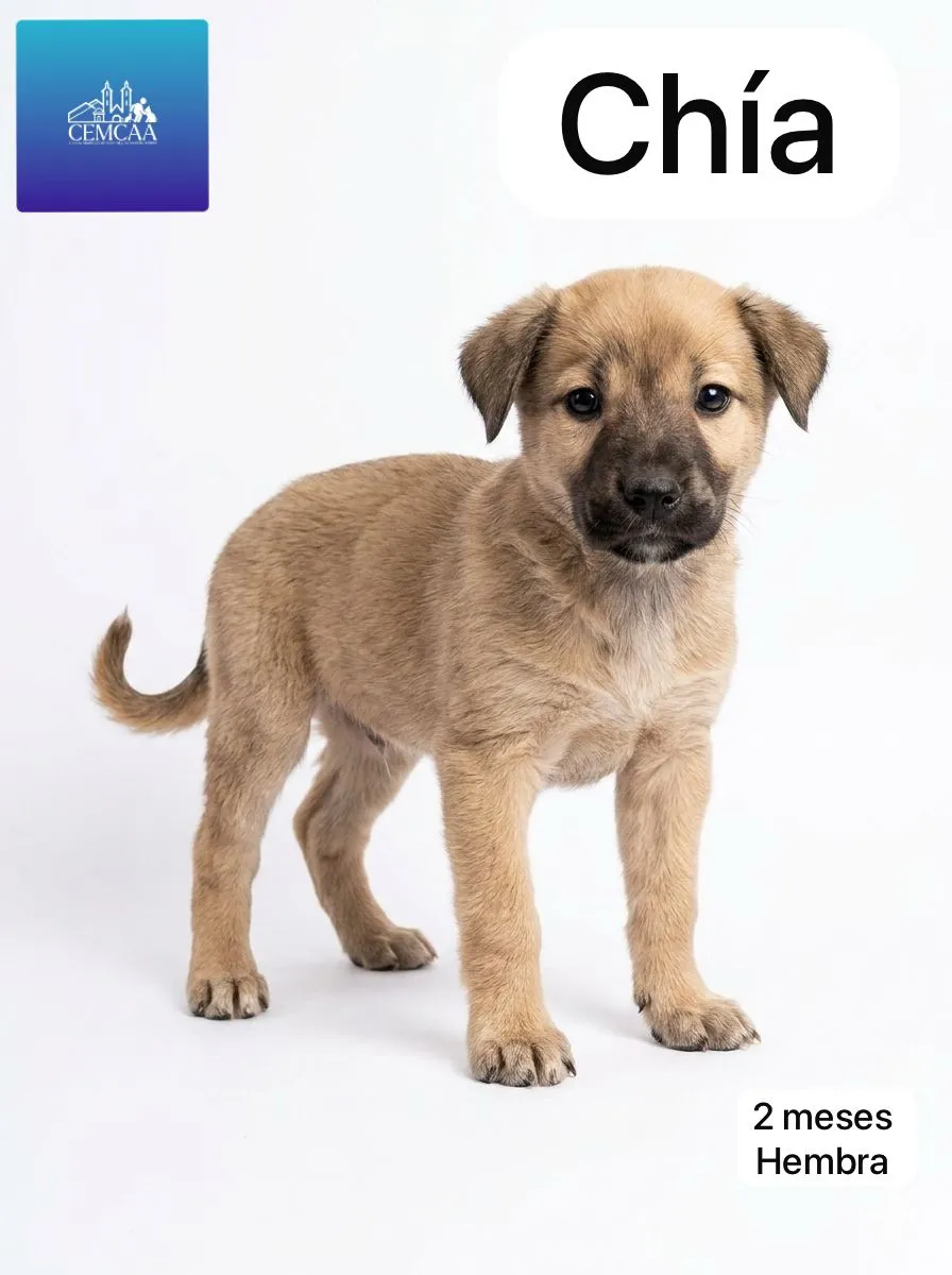 CHIA - Foto 1