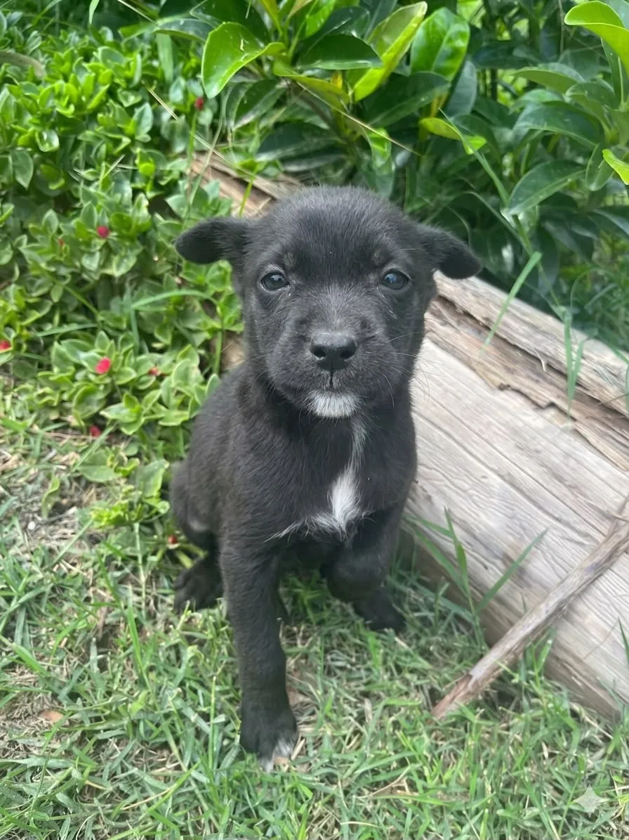 SOMBRA - Foto 1